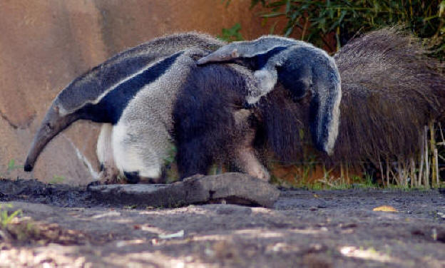 Baby Giant Anteater